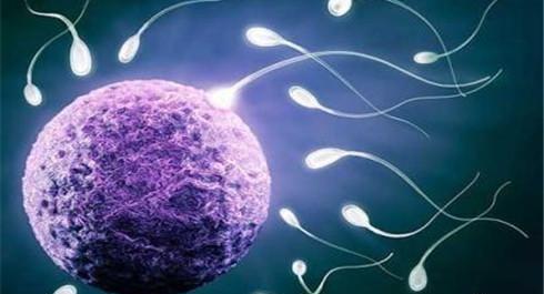 供卵代孕双胞胎